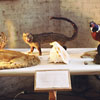 Taxidermy exhibits in Old Dirty Natural History Museum